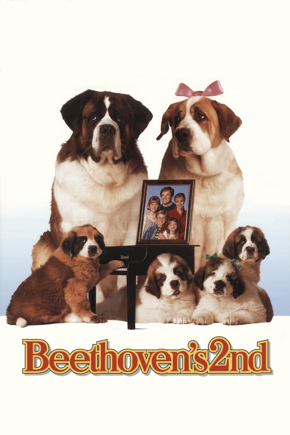 Shops beethoven movie dog breed